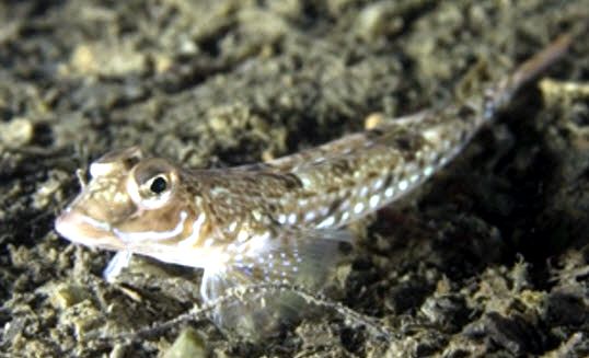 Callionymus maculatus_2255